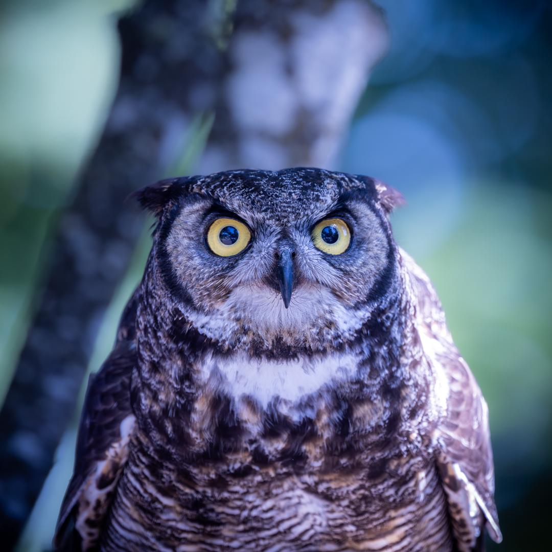 Wildlife